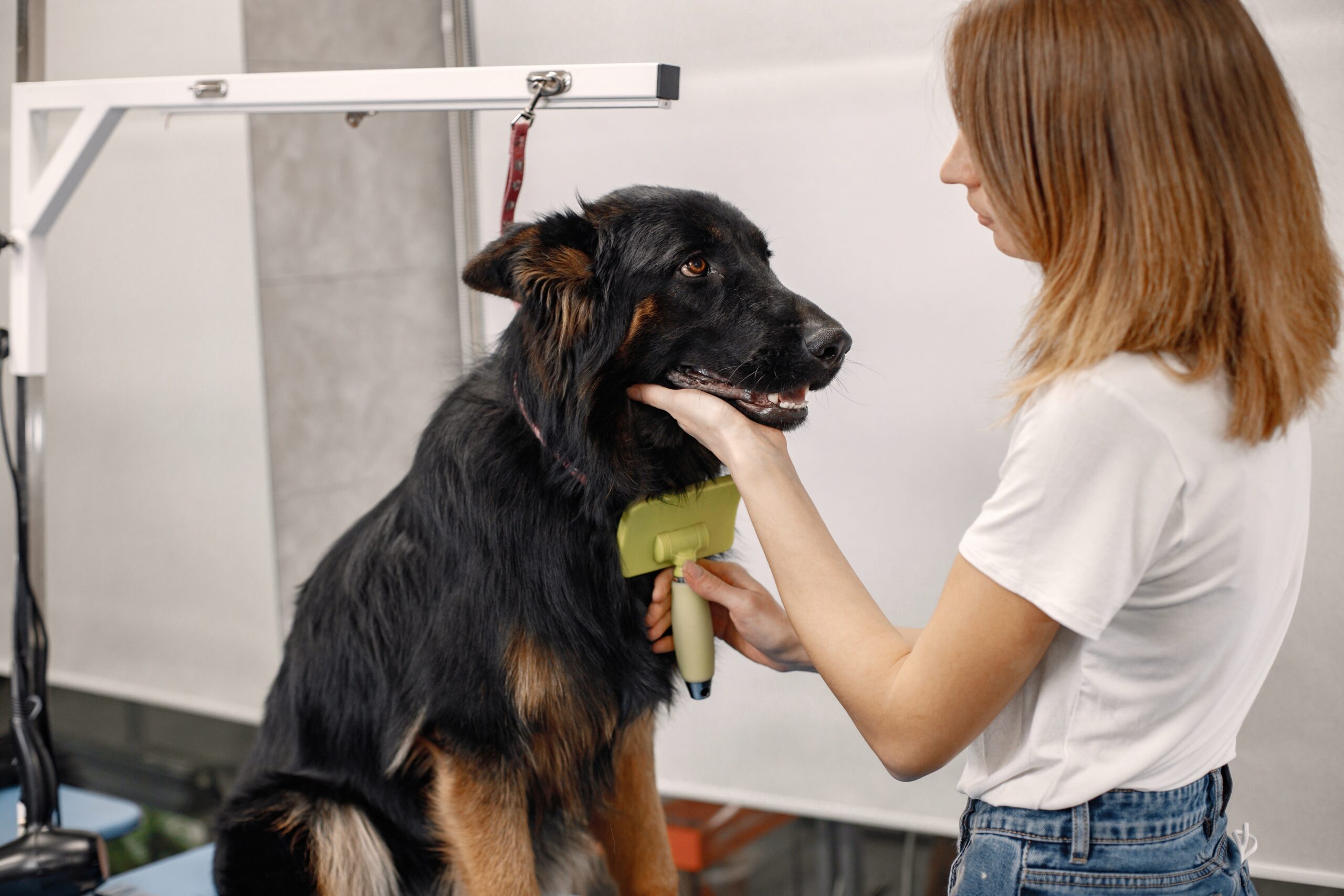 Usługi big black dog getting comb by the female groomer