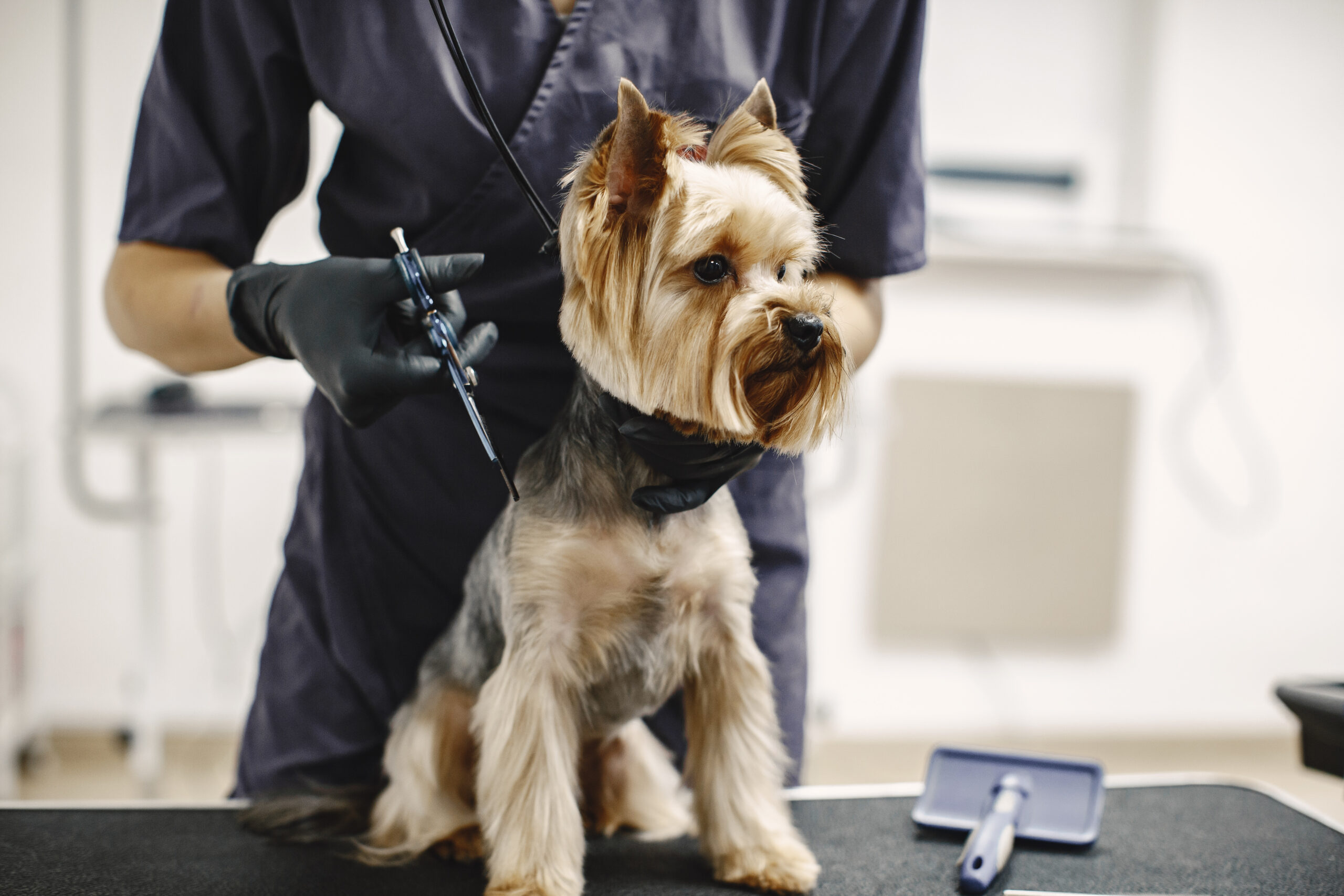 Usługi yorkshire terrier getting procedure at the groomer